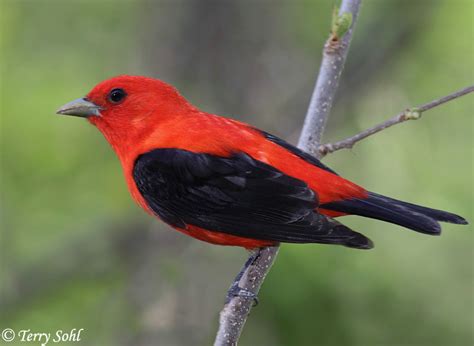 Scarlet tanager - Alchetron, The Free Social Encyclopedia