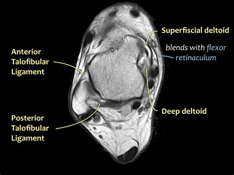 Anterior Ankle Joint Anatomy