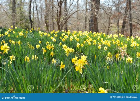 Daffodil Garden stock image. Image of meadow, yellow - 70149035