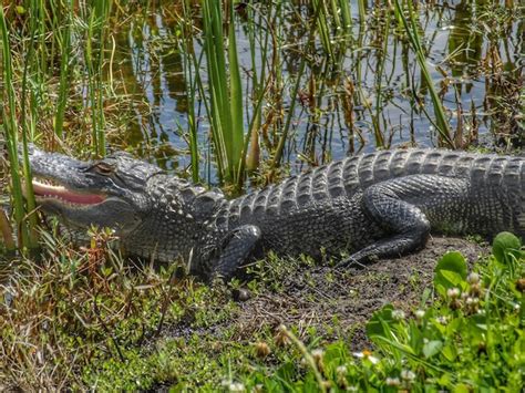 Premium Photo | Close-up of crocodile in swamp