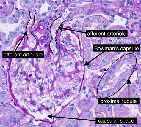 Kidney Histology Renal Capsule