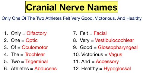 Cranial Nerves Mnemonic: Function, Labeled Names in Order, Definition ...