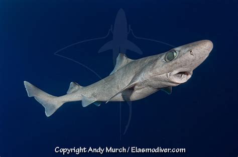 Gulper Shark Information and Picture | Sea Animals