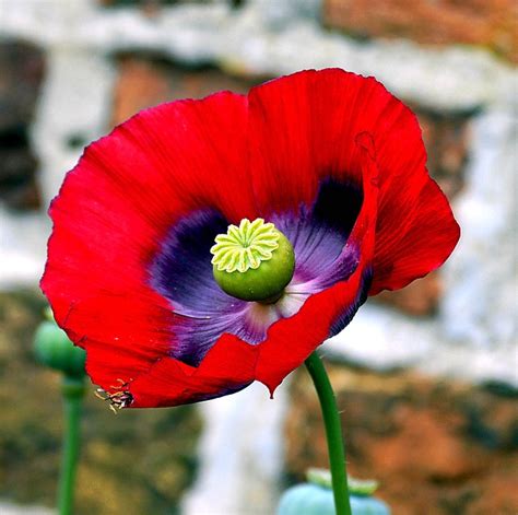 Opium Poppy Flower · Free photo on Pixabay