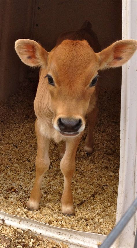 Hi! Wanna be my friend? | Cute baby cow, Cute cows, Cow