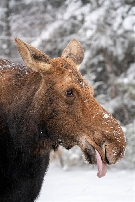 Winter Moose Manitoba Moose Manitoba Park Photo Background And Picture For Free Download - Pngtree