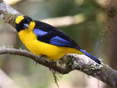 Blue-winged Mountain Tanager photo image 3 of 6 by Ian Montgomery at ...