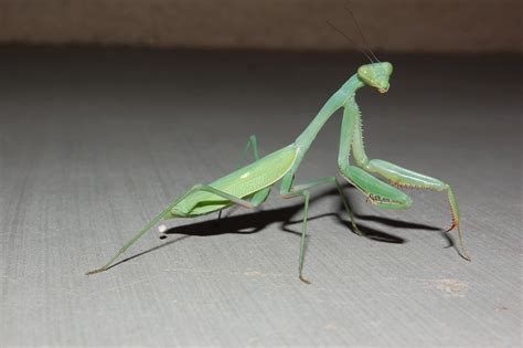 File:Praying Mantis, Albuquerque NM.JPG - Wikimedia Commons