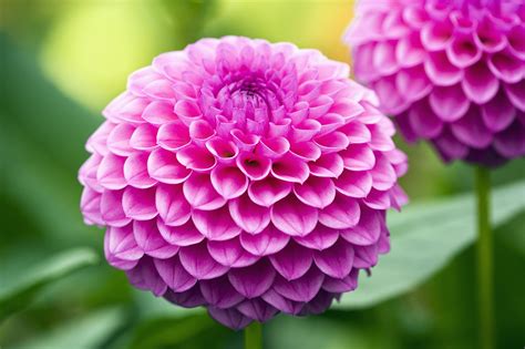 3 pretty plants to brighten your garden in autumn - CGTN