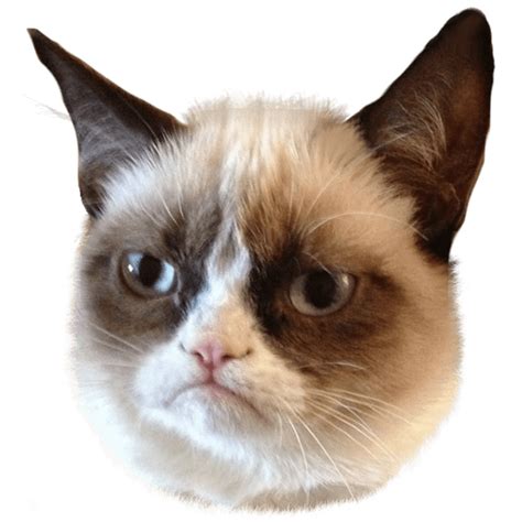 Grumpy Cat Head transparent PNG - StickPNG