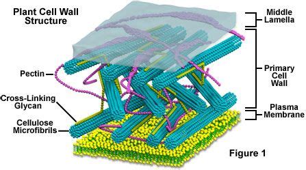 Plant Cell Wall Structure | Cell wall, Plant cell, Plant cell structure