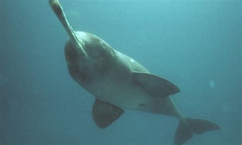 Ganges River Dolphin | Freshwater Dolphin | Species | WWF