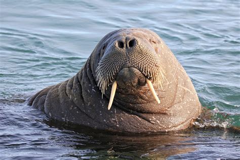 A walrus’ tusks are actually two canine teeth that keep growing ...