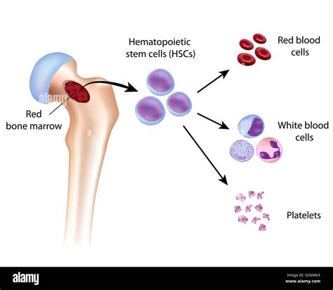 Blood cell formation from bone marrow Stock Photo - Alamy