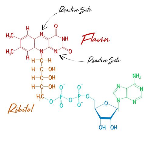 FAD-Full-Structure - PhD Muscle