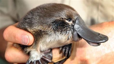 15 Adorable Photos Of "Puggles" (Baby Platypuses) | Baby platypus ...