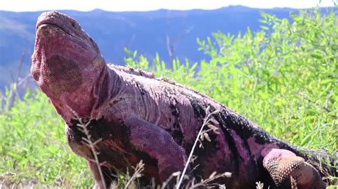 Endangered pink iguana hatchlings seen for the first time on Galapagos ...