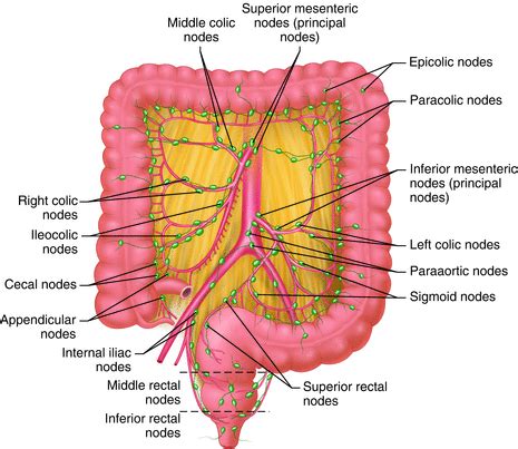 Total Mesorectal Excision with Autonomic Nerve Preservation: “Optimized ...