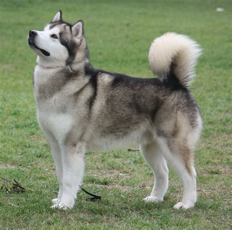 Alaskan Malamute Y Husky Siberiano - Pets Lovers