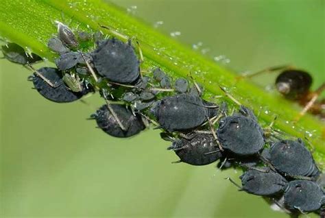 Black Aphids on Plants: Effective Ways to Kill Aphids on Indoor and ...