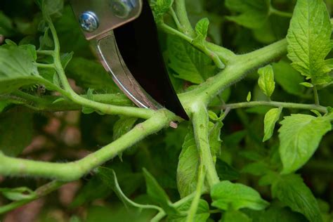 How to Prune a Tomato Plant