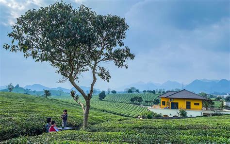 ĐỒI CHÈ MỘC CHÂU, tin tức Mới nhất Tận hưởng không khí trong lành nơi ...