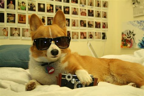 33 Animals Wearing Glasses | Corgi funny, Funny corgi pictures, Corgi