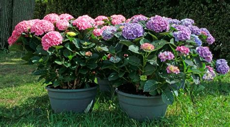 Can You Grow Hydrangeas in Hardiness Zone 3?