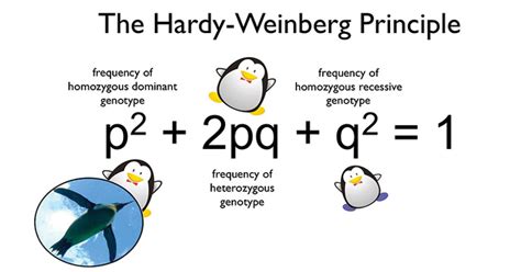 Hardy-Weinberg Equilibrium