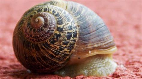 We Should Start Breeding Our Own Snails | Snail farming, Snail, Pet snails