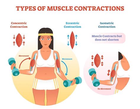 Isometric Contraction Exercises