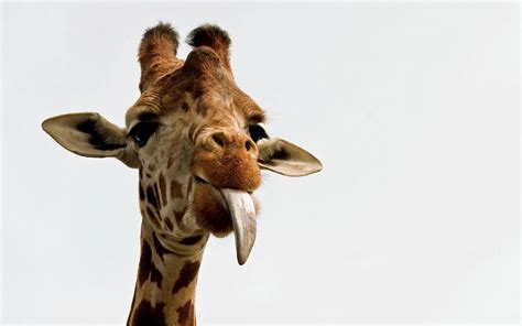 [100+] Baby Giraffe Wallpapers | Wallpapers.com