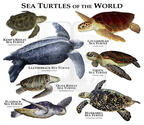 There are 6 types of sea turtles found in the United States – Nature ...