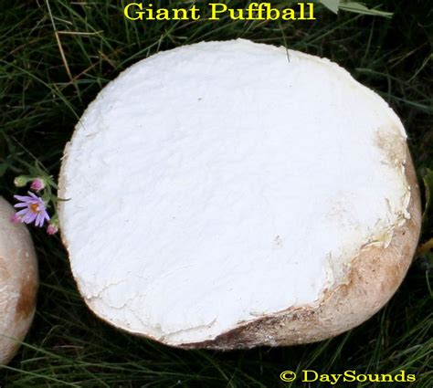 Giant Puffball