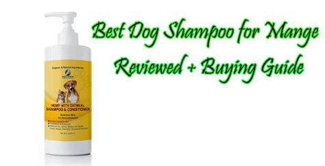 8 Best Dog Shampoo for Mange – Exqeo