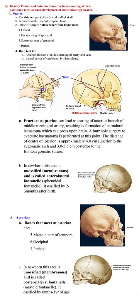 Skull- Norma Lateralis