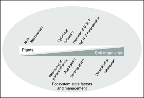 3 Rhizosphere processes contribute to a variety of ecosystem functions ...