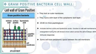 Gram + & Gram - seminar.pptx