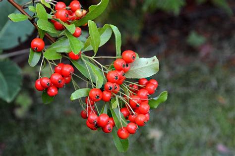 100+ Free Holly Berries & Holly Photos - Pixabay