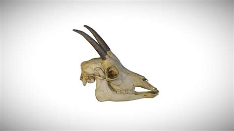 Roan antelope / CAS:MAM:15378 - California Academy of Sciences