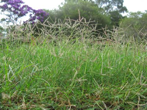 Lazy Gardening: How to Kill Bermuda Grass in 10 Easy Steps