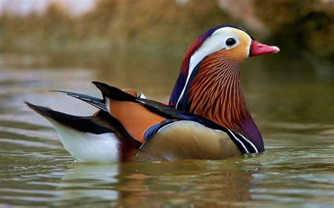 Waterfowl Wallpapers - Wallpaper Cave