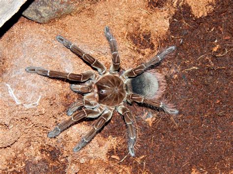 Goliath Bird Eating Tarantula - Oklahoma Zoo Safari USA