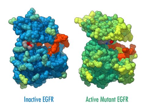 EGFR Tyrosine Kinase - Biologic Models