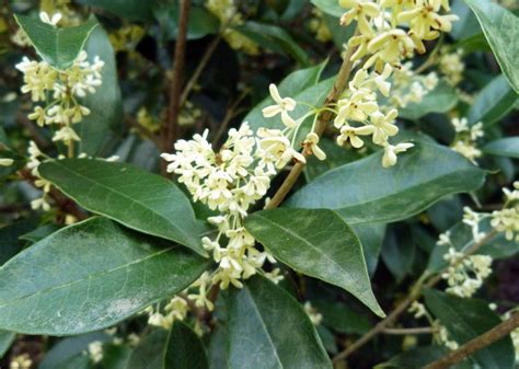 Osmanthus fragrans | Kiefer Nursery: Trees, Shrubs, Perennials