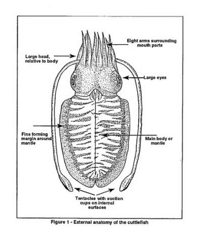 Anatomy and Physiology - Sepia Officinalis : The common cuttlefish