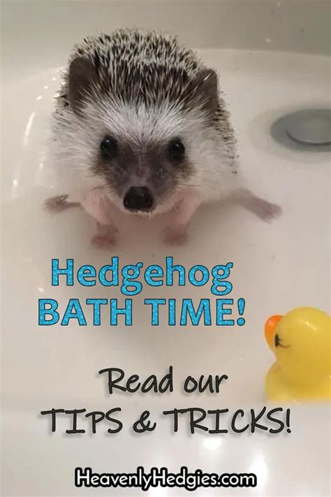 Hedgehog Bath Time Tips & Tricks - Heavenly Hedgies