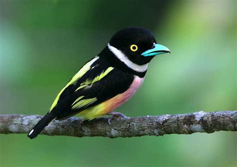 Black and yellow broadbill - Alchetron, the free social encyclopedia