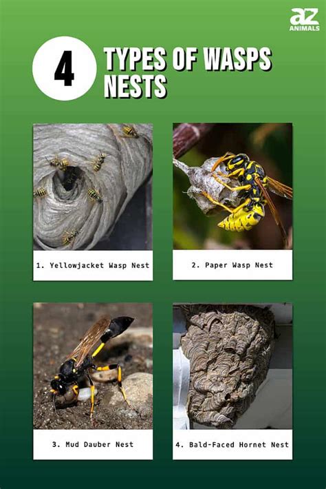 Types Of Wasp Nests