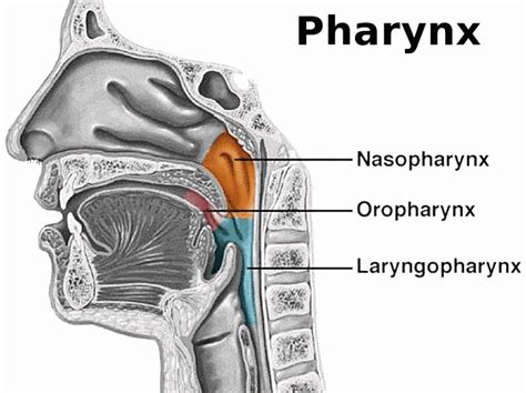 Pharynx Anatomy Lateral